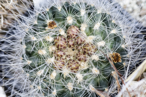 Top view of a cactus pediocactus with buds photo