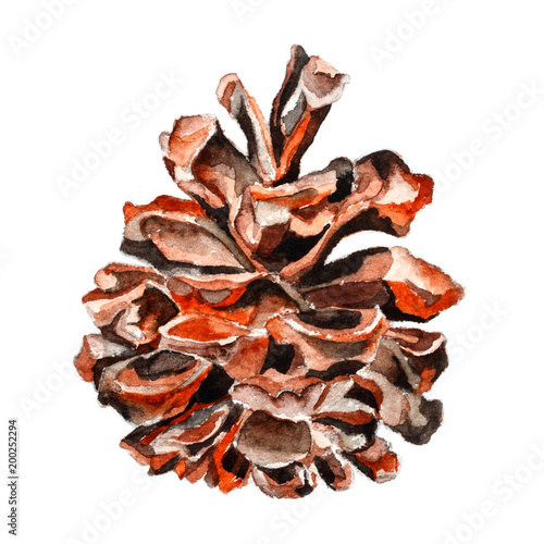 Chilgoza pine cone. Watercolor