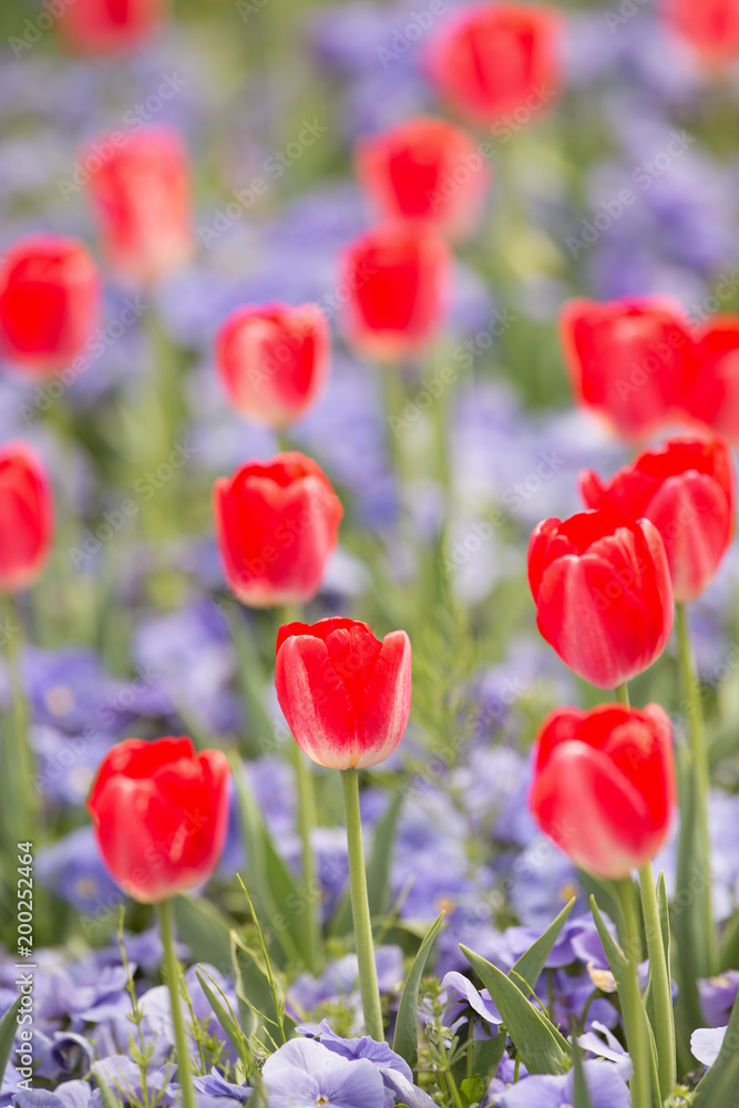 Obraz premium チューリップ畑