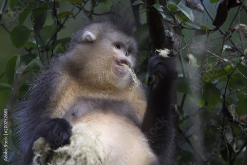 Yunnan or Black Snub-nosed monkey feeding
