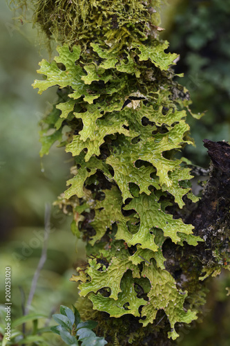 Temperate rainforest vegetation