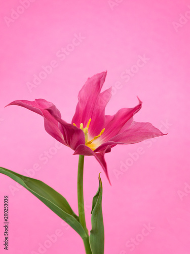 Fototapeta Naklejka Na Ścianę i Meble -  チューリップの花