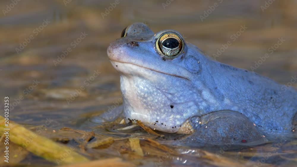 Blue moor frog (Rana arvalis) croaking Blue moor frog (Rana arvalis) croaking