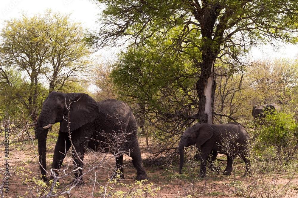 Fototapeta premium Two elephants, South Africa