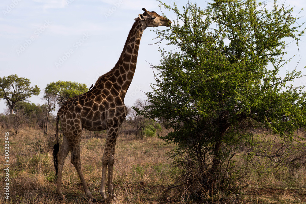 A giraffe eating, South Africa