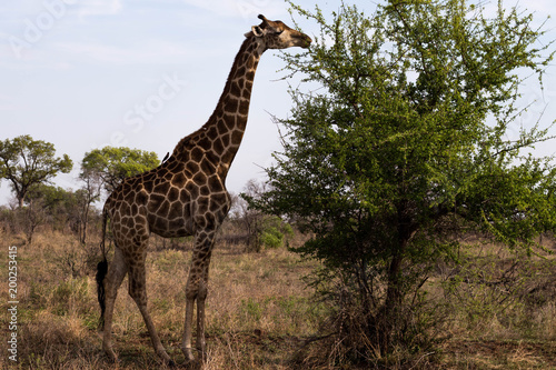 A giraffe eating  South Africa
