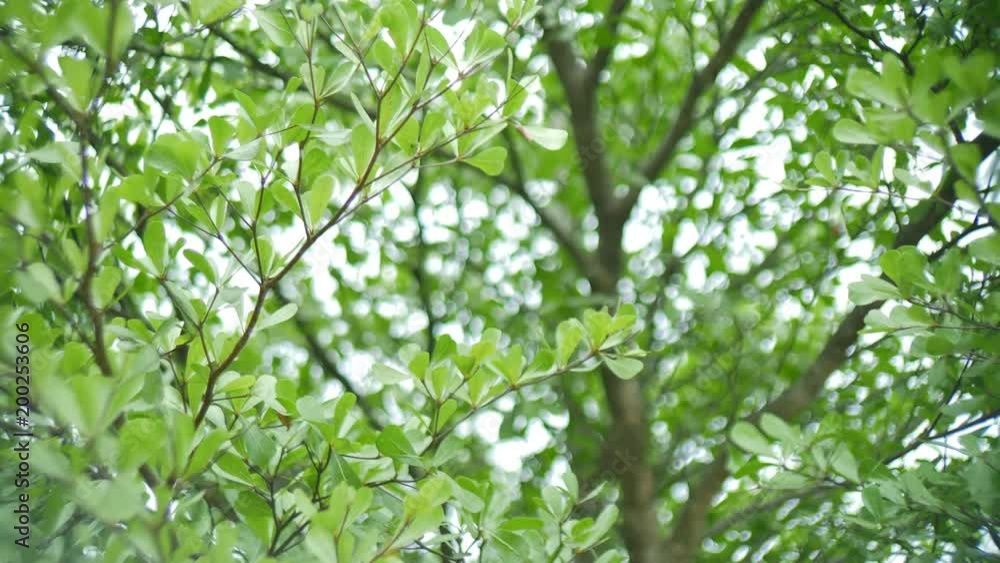 leaf on tree with green bokeh nature background leaf on tree with green bokeh nature background