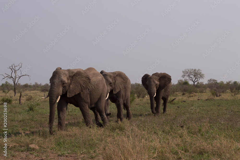 Fototapeta premium Three elephants walking towards you, South Africa