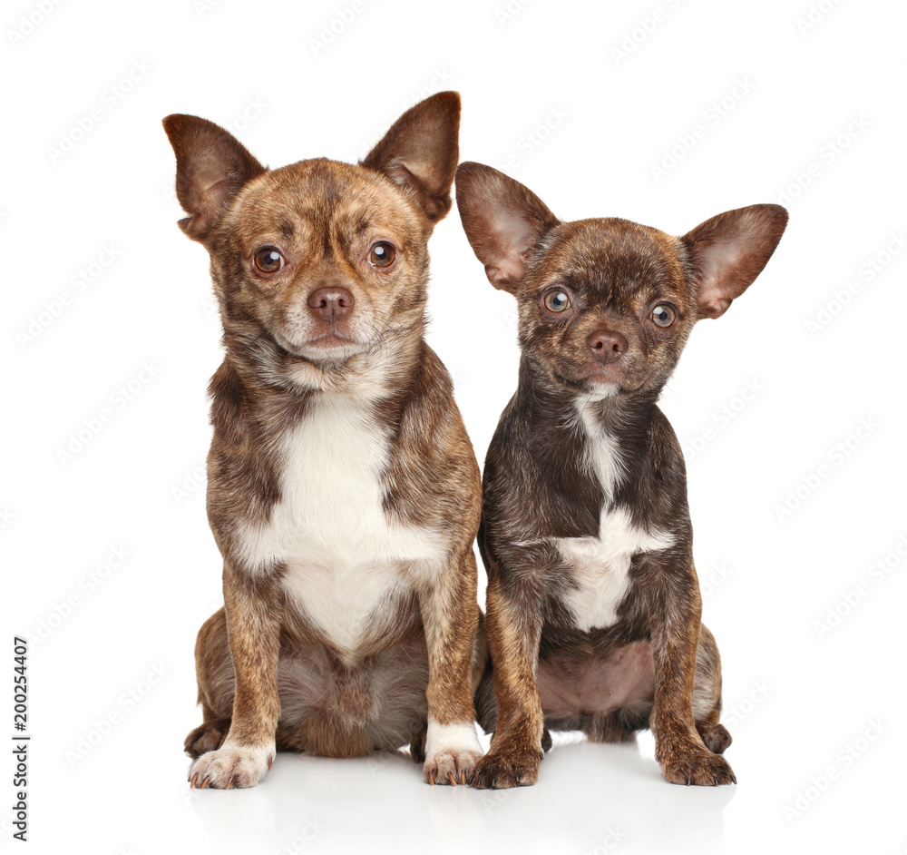Chihuahua puppy and dog on white Chihuahua puppy and dog on white