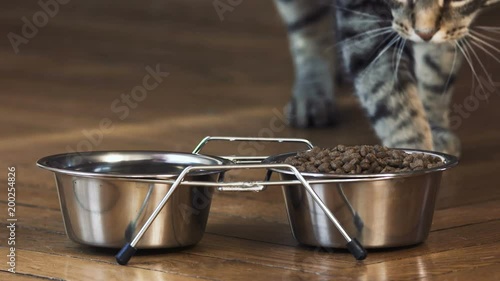 chat en gros plan qui mange,  2 bols en chrome design avec des croquettes, beau chat tigré photo