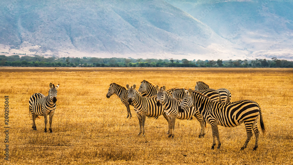 Obraz premium Herd of zebras in the Ngorongoro Crater