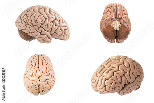 Obraz na plátne Artificial human brain model in different view