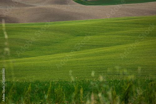 View of Green hills in Tuscany, Italy. © Maurizio