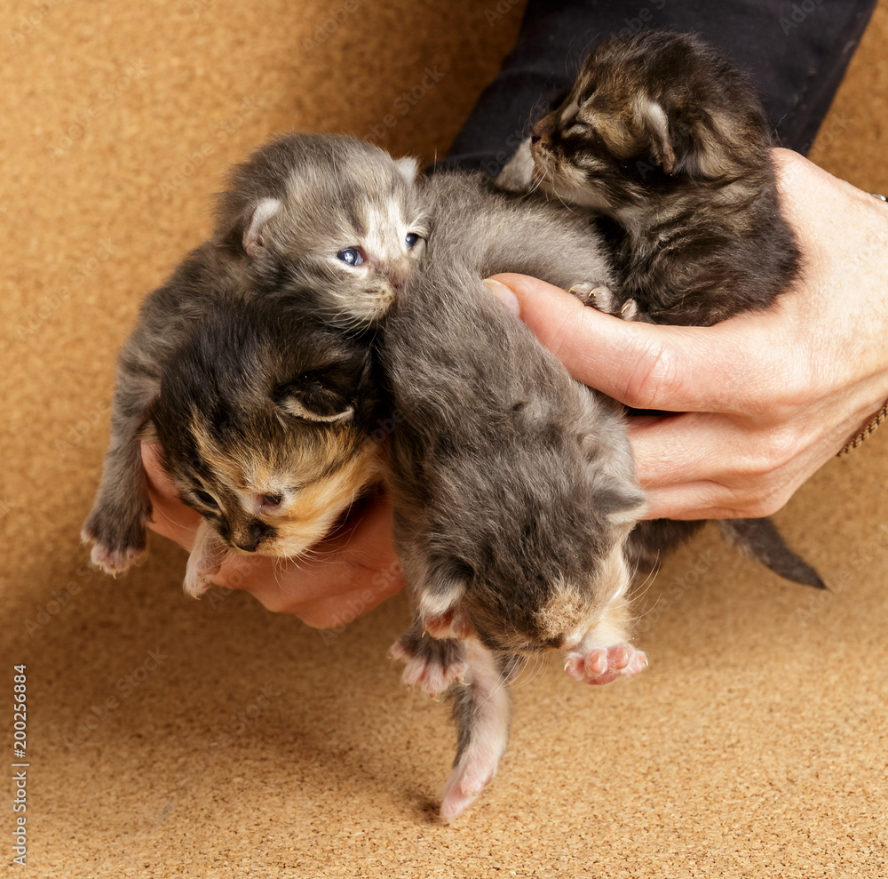 Newborn kitten. The ninth day of life.