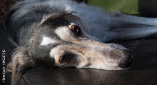 Obraz na płótnie Saluki, Greyhound, Sighthound