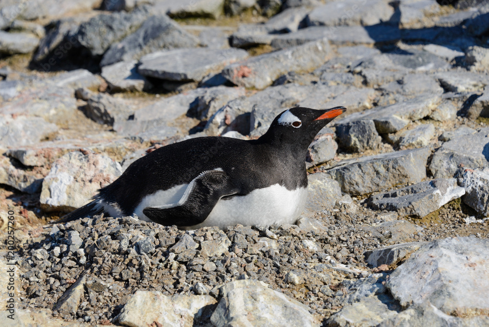 Fototapeta premium Gentoo penguin laying in nest