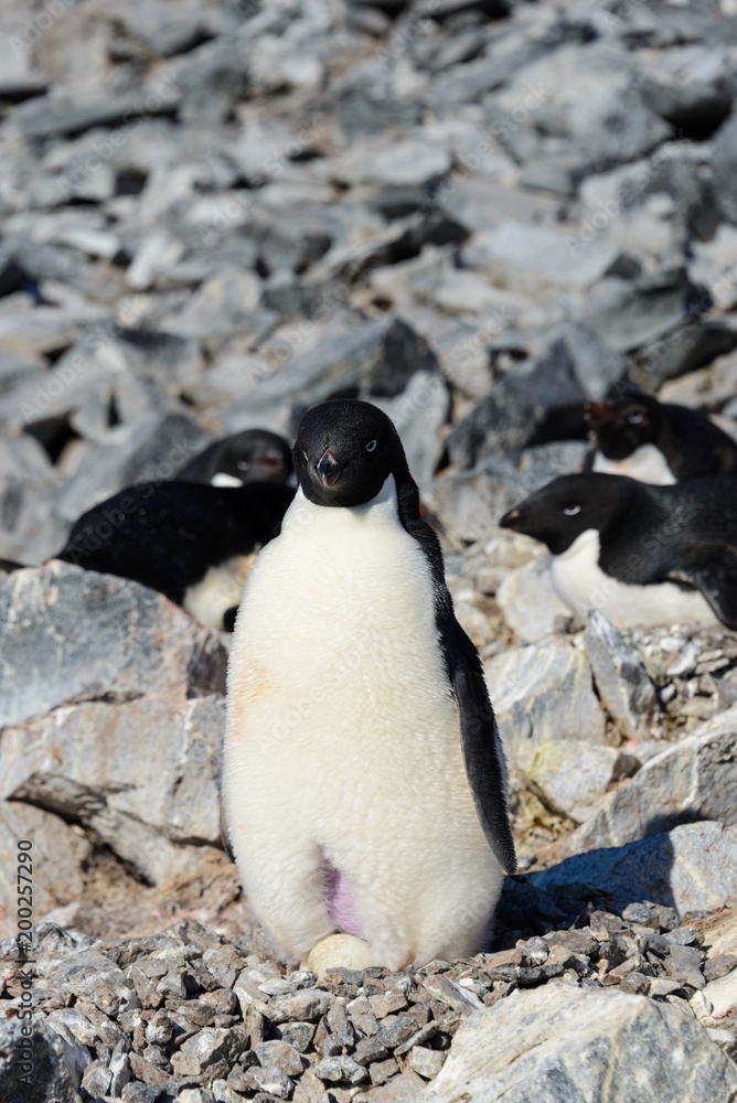 Naklejka premium Adelie penguins in nest