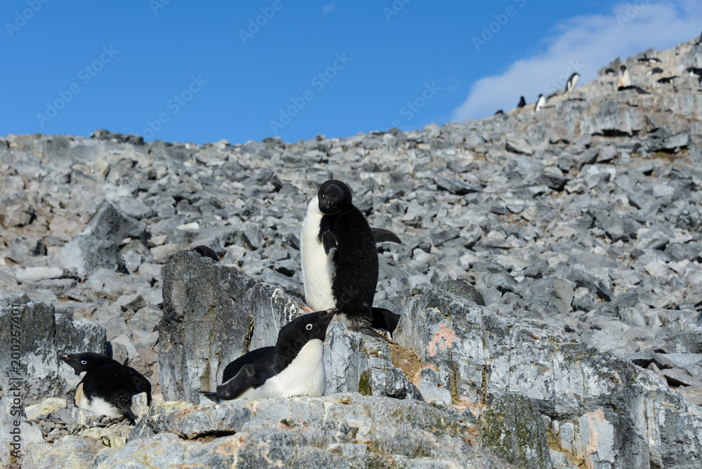Obraz premium Adelie penguin on rock