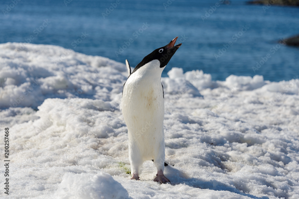 Obraz premium Adelie penguin on snow