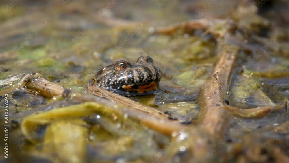 European fire-bellied toad (Bombina bombina) European fire-bellied toad (Bombina bombina)