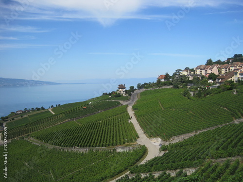 Beautiful scenery of Switzerland - Lavaux -