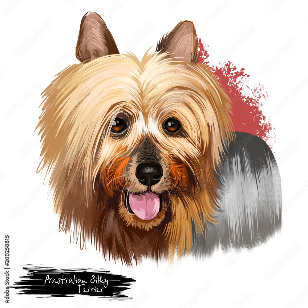 Australian Silky Terrier dog breed digital art illustration isolated on  white. Small breed of terrier dog type. developed in Australia. Australian  Terrier and Yorkshire Terrier long hair dog with text Stock Illustration |