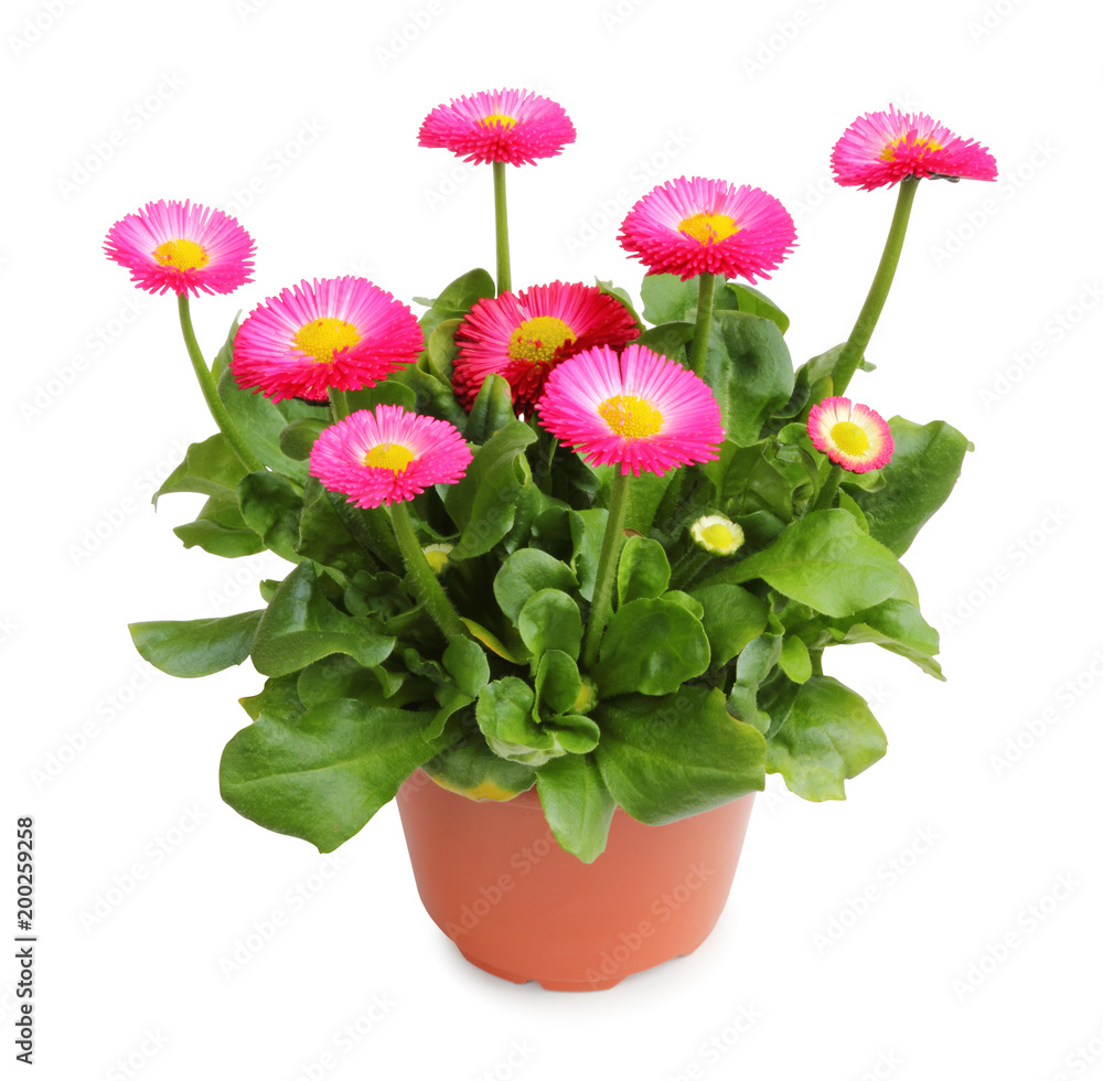 Wonderful daisy pot for planting in the spring garden isolated on white background, including clipping path without shade.