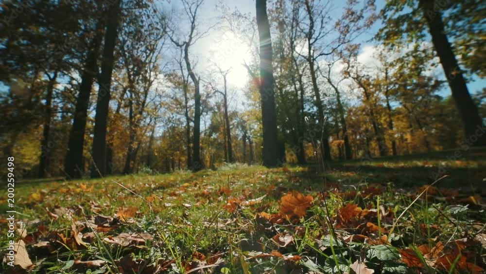 Walk through the autumn forest. tracking shot. Walk through the autumn forest. tracking shot.