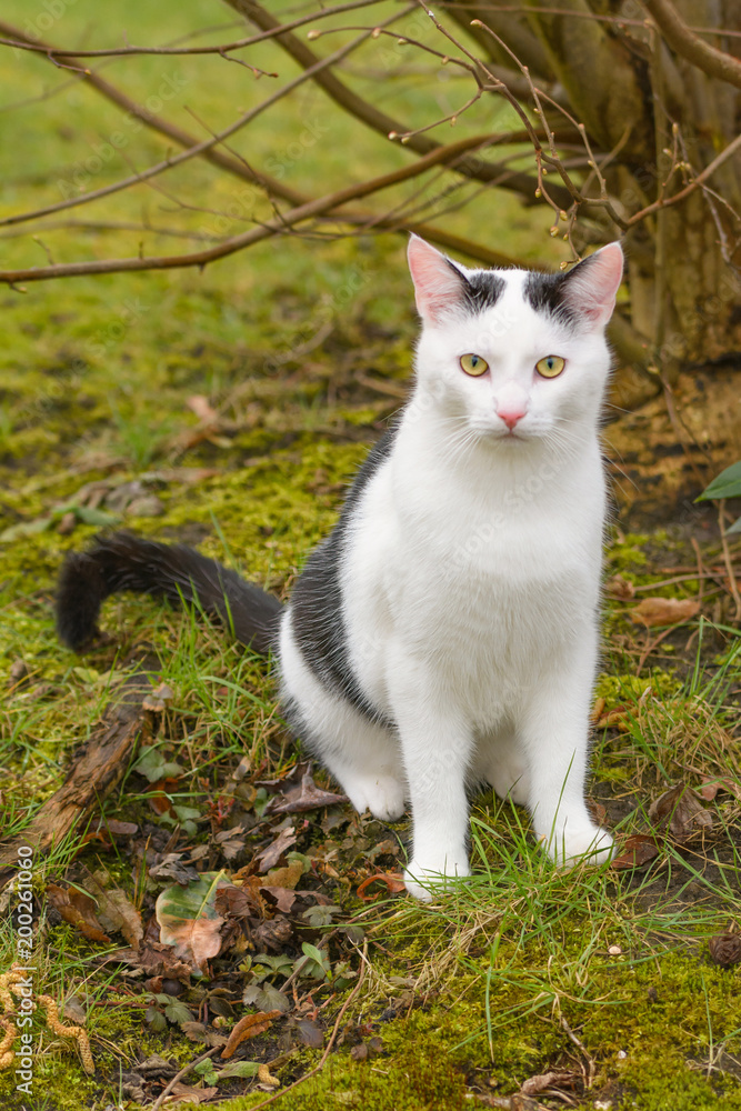 Eine Hauskatze erkundet einen Garten