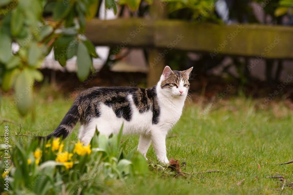 Eine Hauskatze erkundet einen Garten