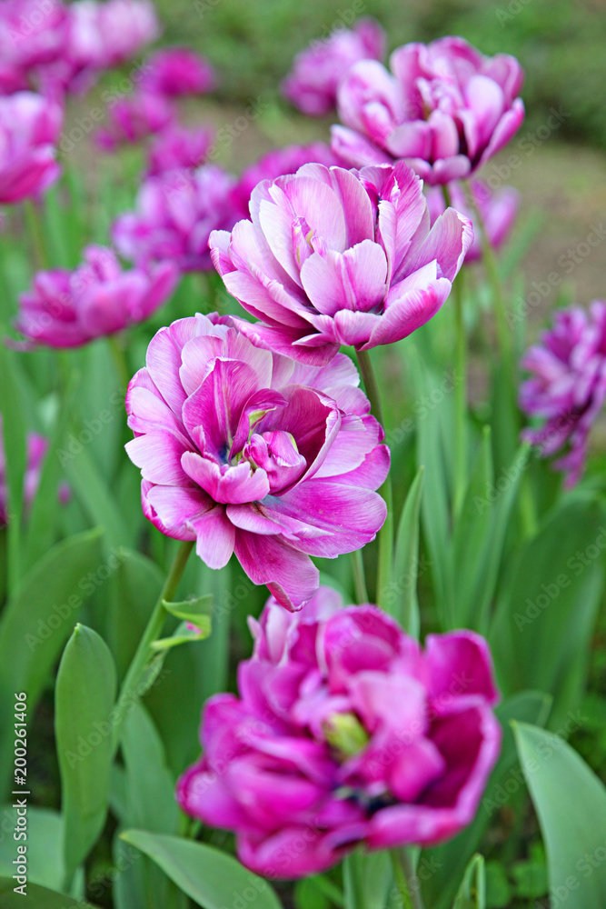 Lilac tulips in spring
