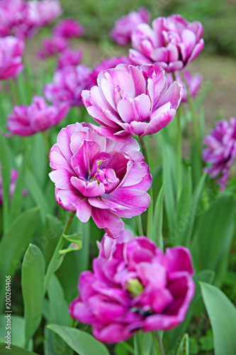 Lilac tulips in spring