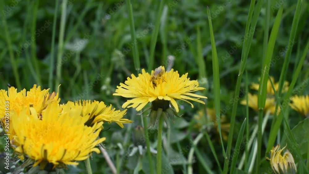 Closeup of bee on the dandelion flower Closeup of bee on the dandelion flower