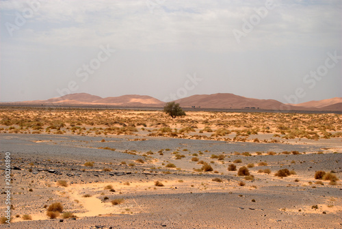 Paisaje del desierto del Sáhara, con árbol en el centro de la imagen. Marruecos.