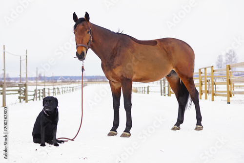 Fototapeta Naklejka Na Ścianę i Meble -  Brown horse with a clipped out coat posing on a snow next to a cute black Labrador dog