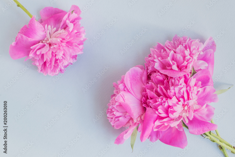 Pink peonies on a light bluet background Pink peonies on a light bluet background