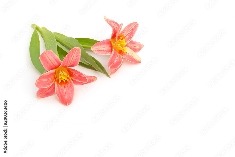 Tulpen liegen auf weißem Hintergrund