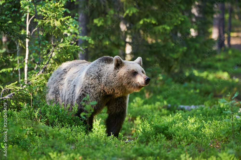 Fototapeta premium Brown bear in the woods