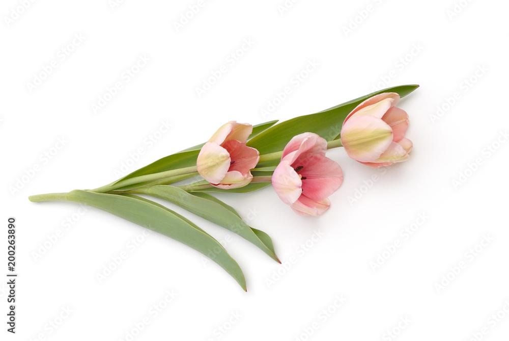 Tulpen liegen auf weißem Hintergrund Tulpen liegen auf weißem Hintergrund