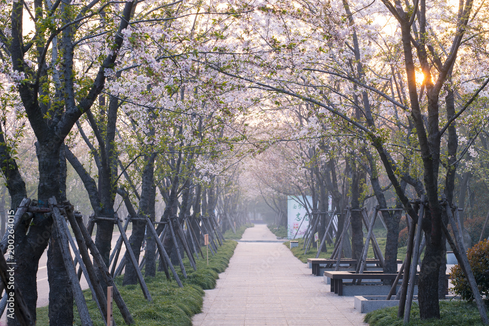 Fototapeta premium the Cherry Avenue in Yangzhou China