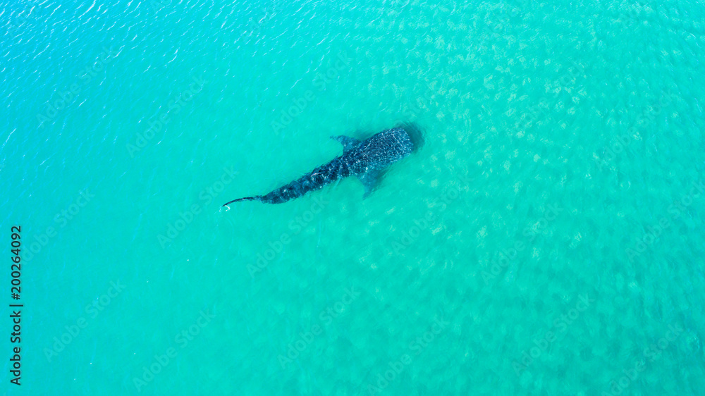 Fototapeta premium Whale Shark (rhincodon typus), the biggest fish in the ocean, a huge gentle plankton filterer giant, swimming near the surface. La Paz Baja California sur, Mexico.