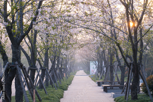 the Cherry Avenue in Yangzhou China