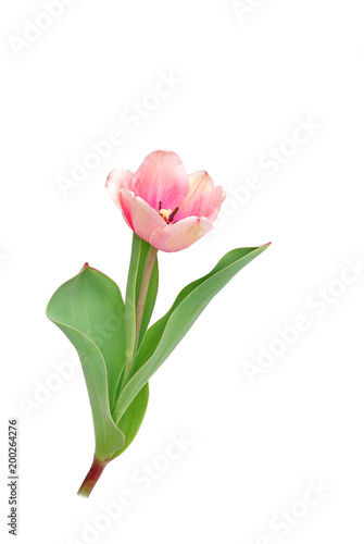 Tulpe auf weißem Hintergrund