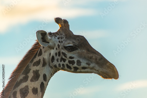 Photography Giraffe portrait