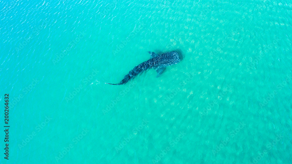 Obraz premium Whale Shark (rhincodon typus), the biggest fish in the ocean, a huge gentle plankton filterer giant, swimming near the surface. La Paz Baja California sur, Mexico.