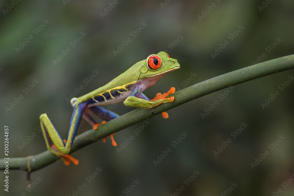 Naklejka premium Red-eyed Tree Frog - Agalychnis callidryas, beautiful colorful from iconic to Central America forests, Costa Rica.