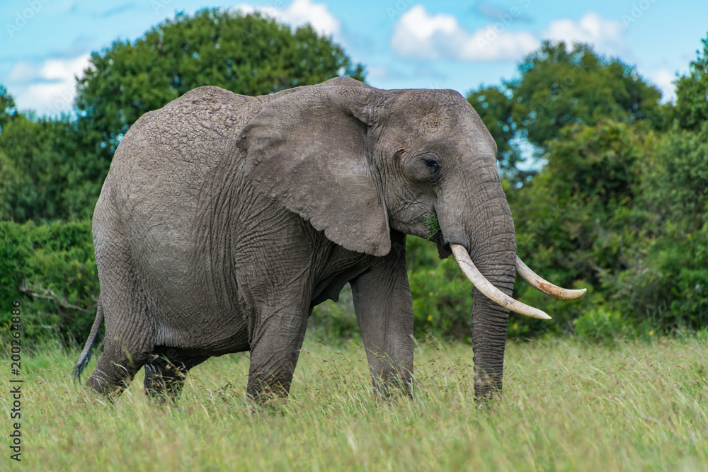 Obraz premium Bull Elephant
