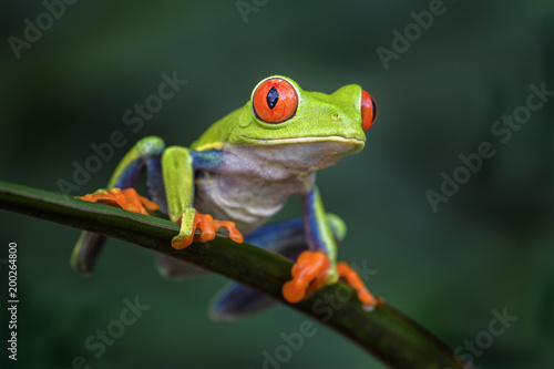 Fototapeta Red-eyed Tree Frog - Agalychnis callidryas, beautiful colorful from iconic to Central America forests, Costa Rica