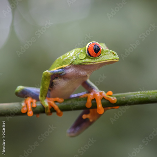 Red-eyed Tree Frog - Agalychnis callidryas, beautiful colorful from iconic to Central America forests, Costa Rica.