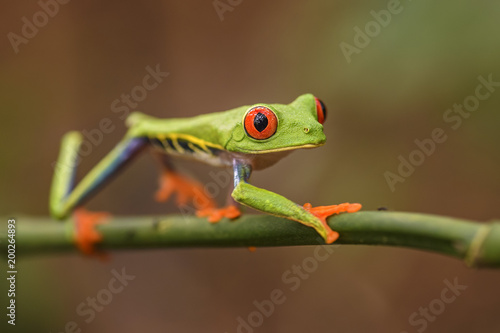 Red-eyed Tree Frog - Agalychnis callidryas, beautiful colorful from iconic to Central America forests, Costa Rica. © David